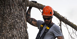 A bearded man wearing a helmet climbs a tree, showcasing his adventurous spirit and outdoor skills.