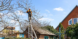 A man trims a tree in front of a house, focusing on the branches while the home is visible in the background.