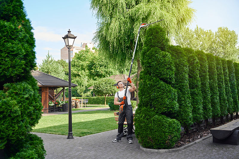 Arborist performing tree trimming on tall evergreen hedges shaped into decorative forms.