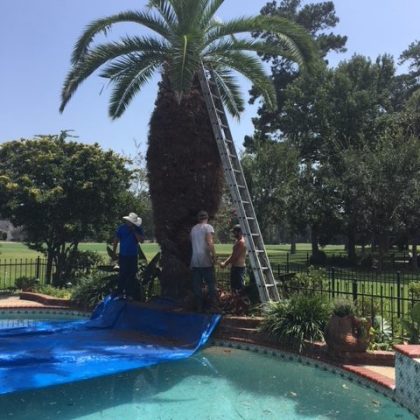 Three workers trim a tall palm tree near a swimming pool, with a ladder and blue tarp in a sunny backyard setting.