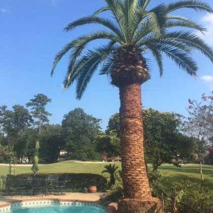A tall palm tree stands beside a pool surrounded by lush greenery and a clear blue sky, creating a tropical oasis ambiance.