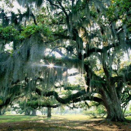 A majestic oak tree draped in Spanish moss, with sunlight filtering through its branches, creating a serene, magical atmosphere.