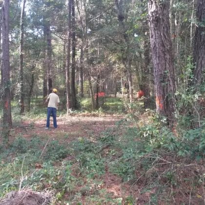 A person in a yellow cap stands in a wooded area, surveying the surroundings marked with orange flags and tall trees.