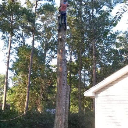 A man climbs a tree in a backyard, surrounded by grass and a wooden fence.