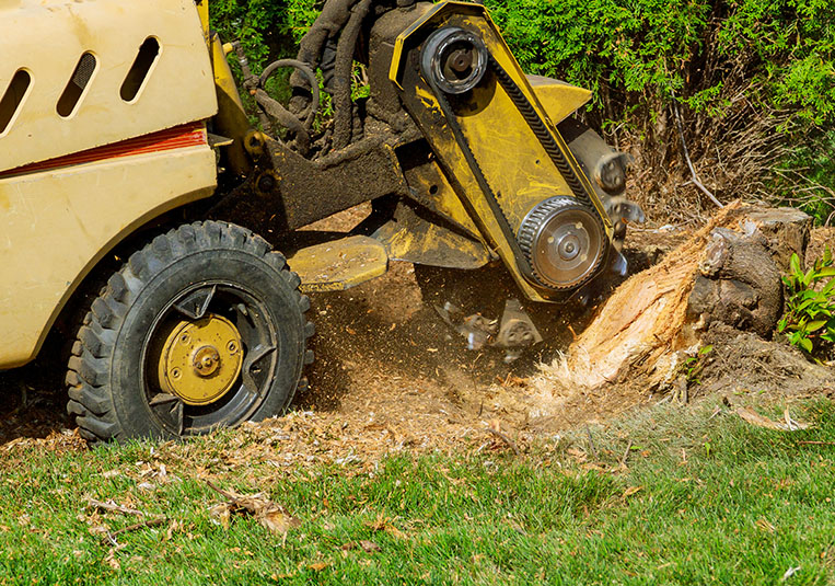 A yellow and black construction machine is actively working on a tree, removing branches and debris from the area.