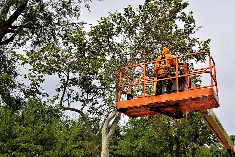  Why Tree Trimming is Vital for Tree Health