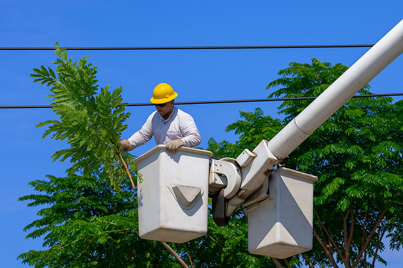 Tree trimming near power lines to prevent hazards and ensure safety.